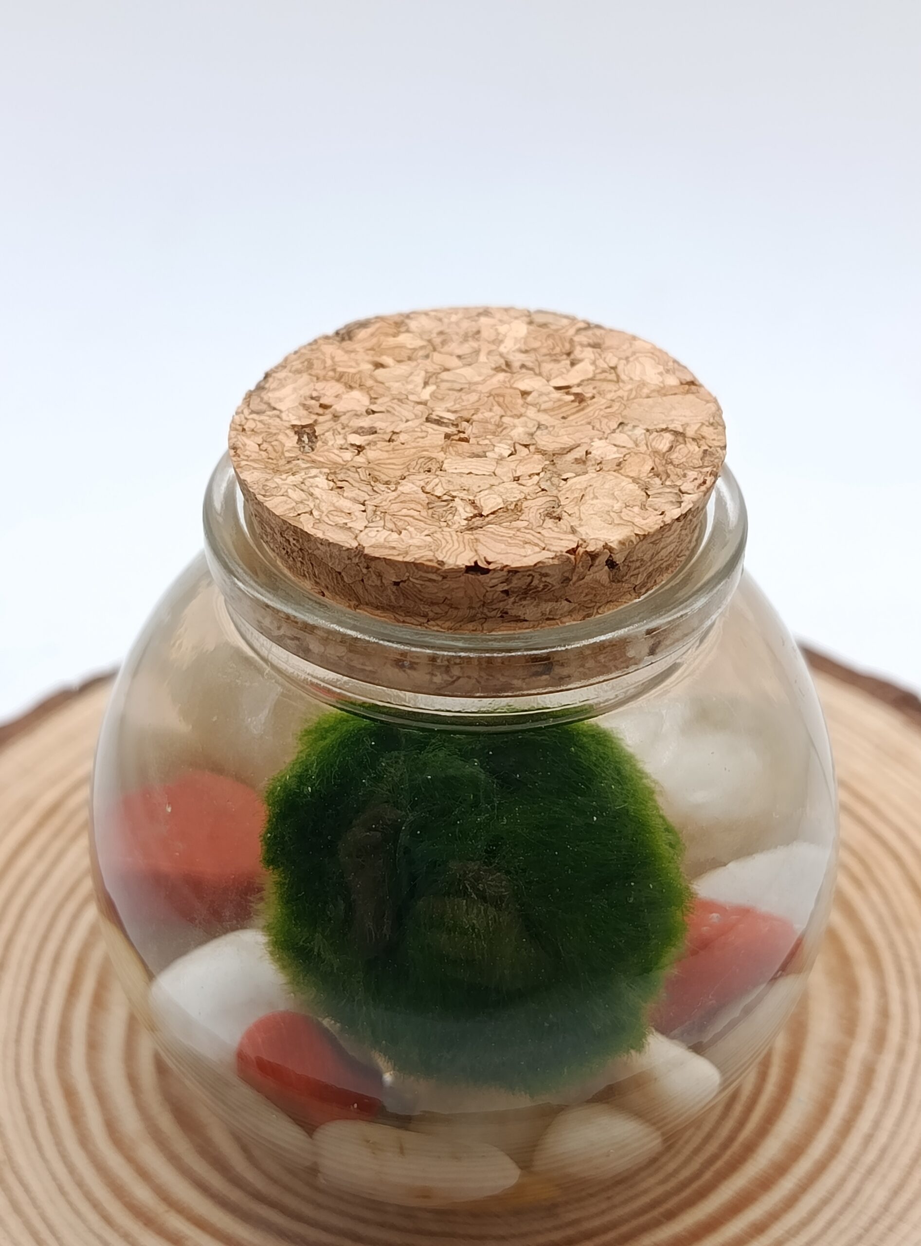 Kit mini marimo - Imagen 2