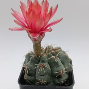 Gymnocalycium baldianum