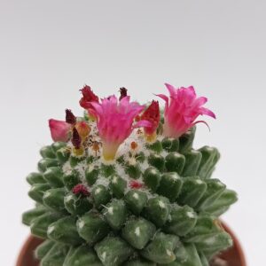 Mammillaria polythele 'Nudum'