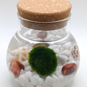 Kit marimo