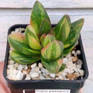 Crassula Ben variegata