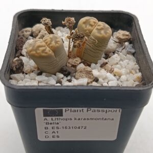 Lithops karasmontana 'Bella'