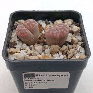 Lithops karasmontana ‘Bella’