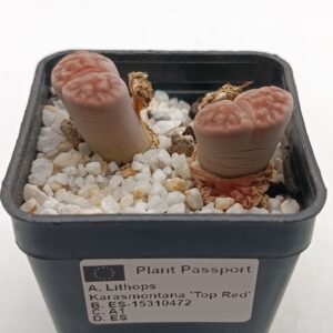 Lithops karasmontana 'Top Red'