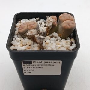 Lithops karasmontana