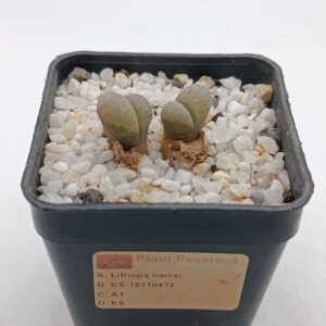 Lithops herrei