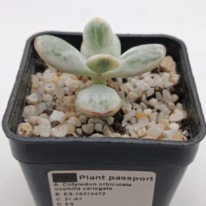 Cotyledon orbiculata oophilla variegata