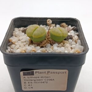 Lithops dinteri 'Dintergreen'