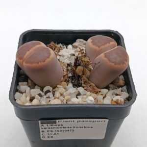 Lithops karasmontana 'Ironstone'