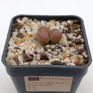 Lithops lesliei 'Black Top'