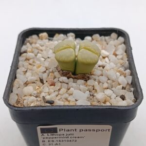 L. julii 'peppermint cream' C297A