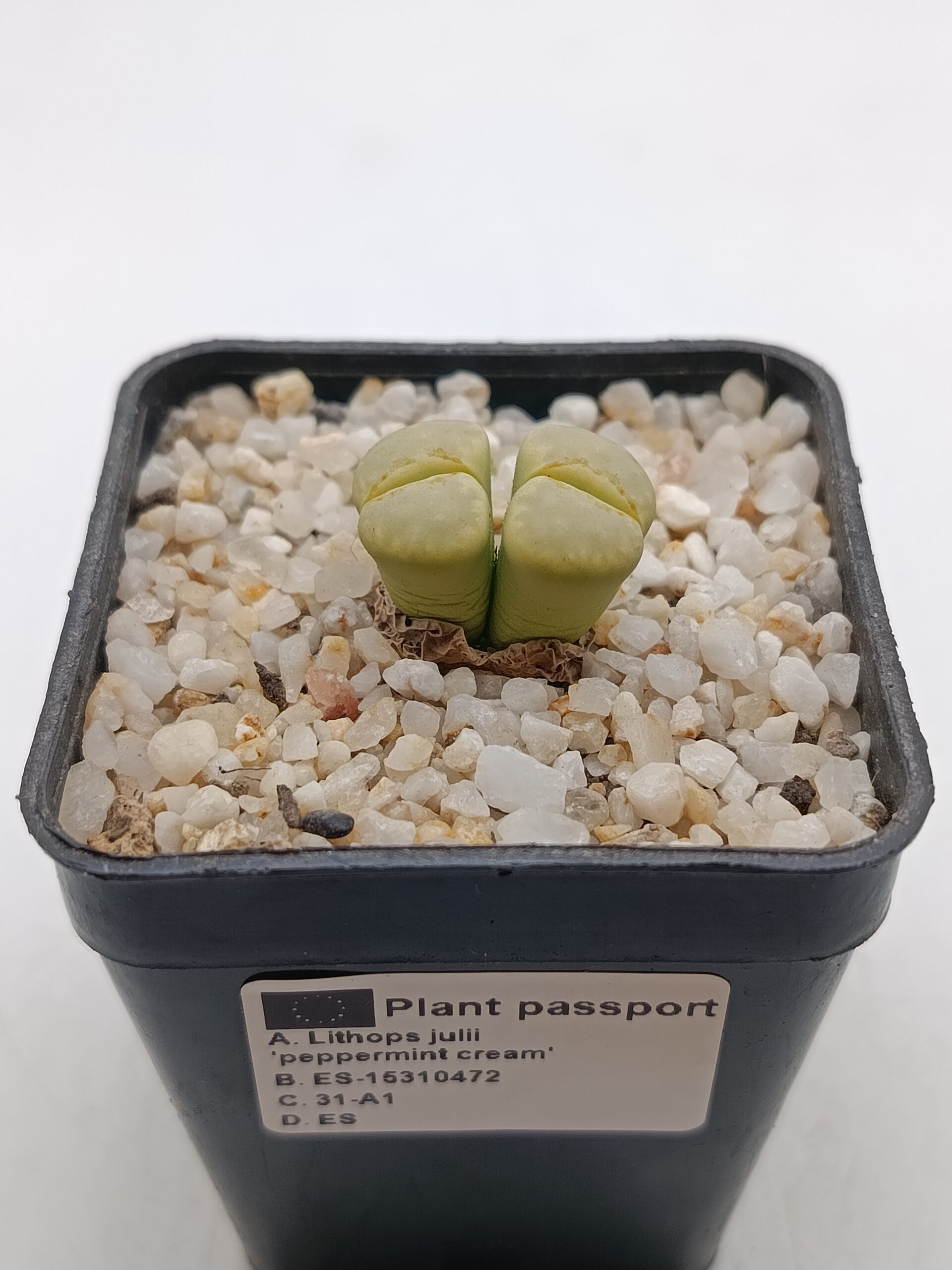 L. julii 'peppermint cream' C297A