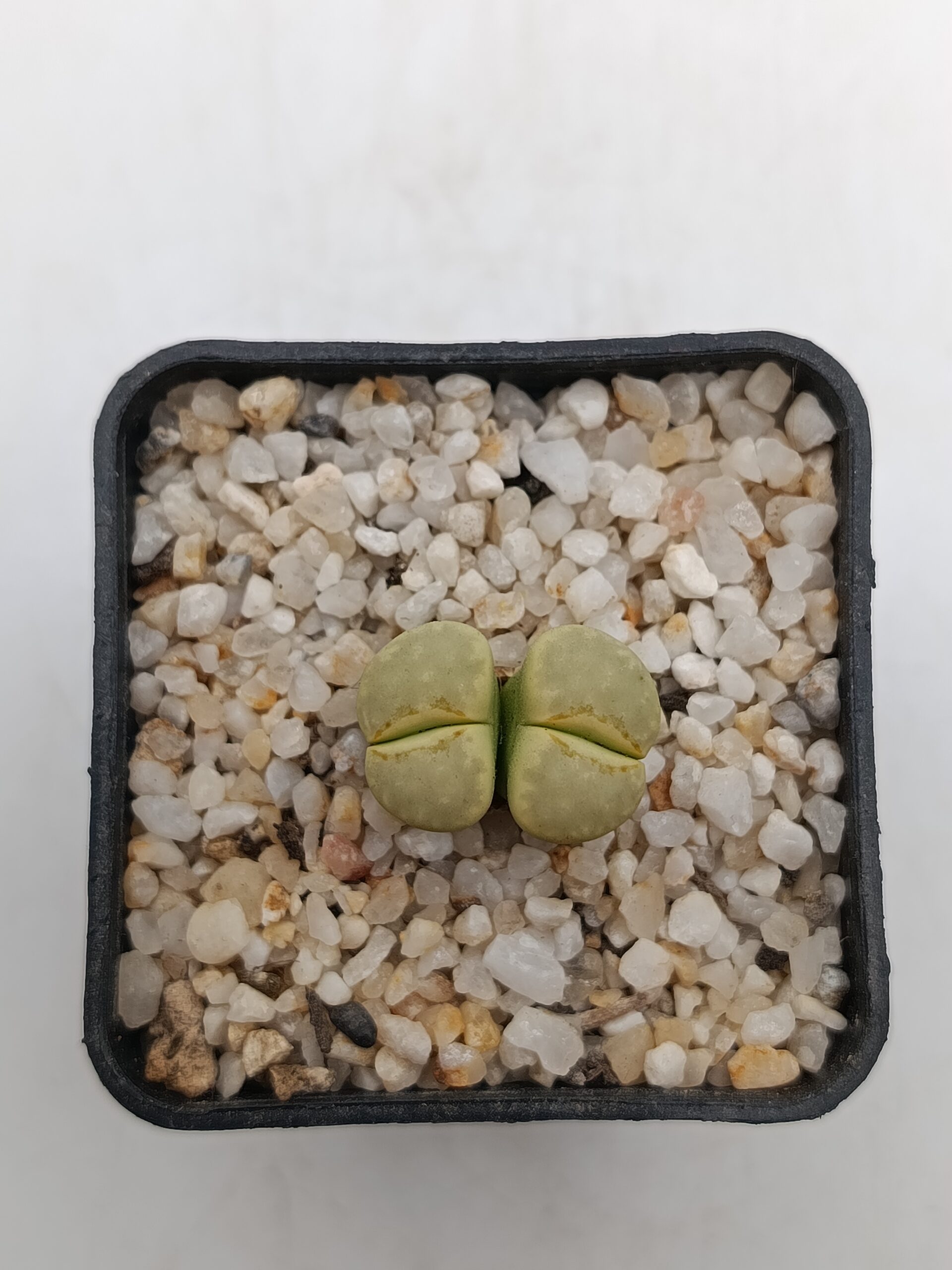 L. julii 'peppermint cream' C297A - Imagen 2
