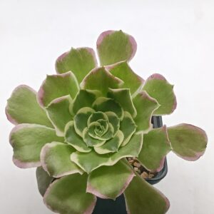 Aeonium Zeus