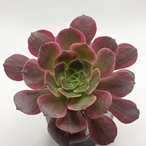 Aeonium eden
