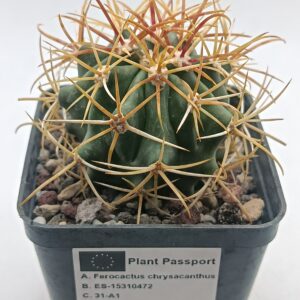 Ferocactus chrysacanthus