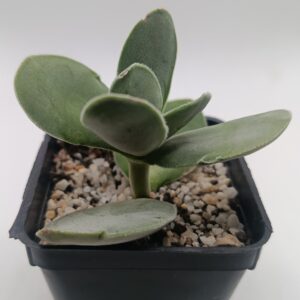 Crassula cotyledonis
