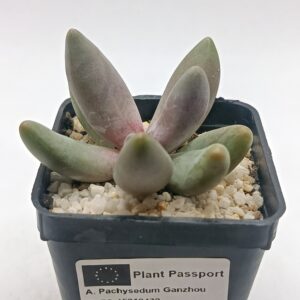 Pachysedum ganzhou