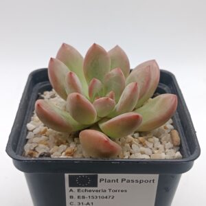 Graptoveria Torres