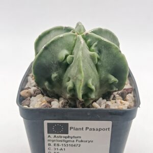 Astrophytum myriostigma fukuryu