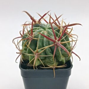 Ferocactus Latispinus