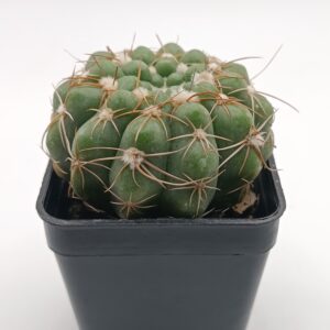 Gymnocalycium saglionis