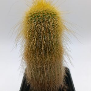 Parodia leninghausii