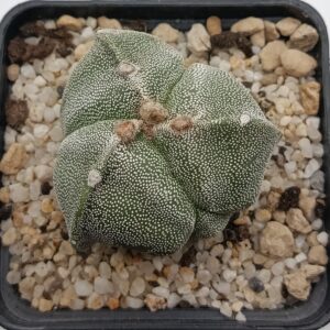 Astrophytum myriostigma f. tricostatum cv. Onzuka
