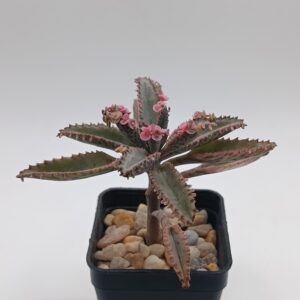 Kalanchoe 'Pink Butterflies'