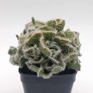 Austrocylindropuntia subulata cristata