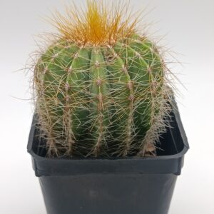 Parodia magnifica