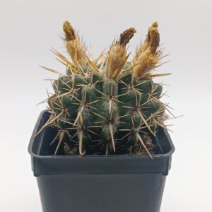 Parodia turecekiana