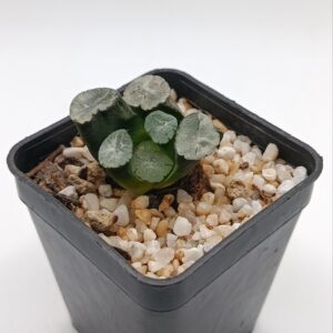 Haworthia Maughanii