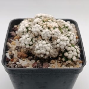 Mammillaria gracilis 'Oruga'