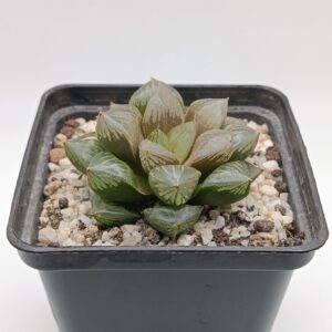 Haworthia cooperi var. pilifera