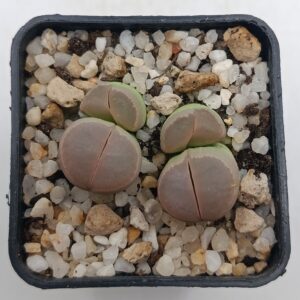 Lithops olivacea ‘Red Olive’