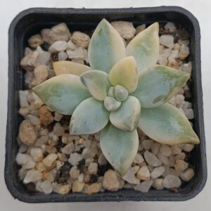 Graptosedum 'White Ghosty' variegado