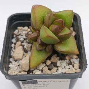 Crassula Ben