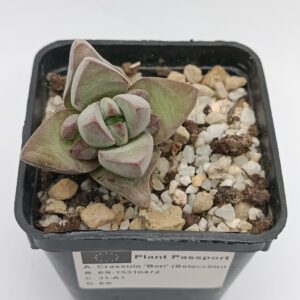 Crassula Ben (Selección)