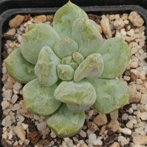 Echeveria 'Cream Puff'