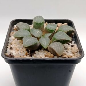 Haworthia hibrida