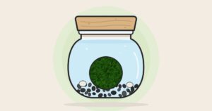 Marimo en tarro de cristal con piedras