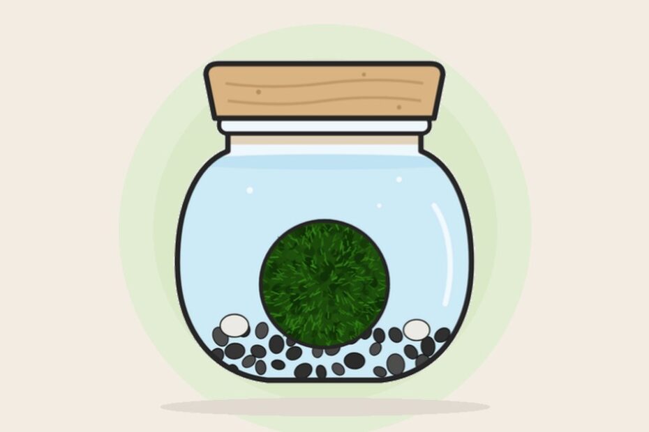 Marimo en tarro de cristal con piedras
